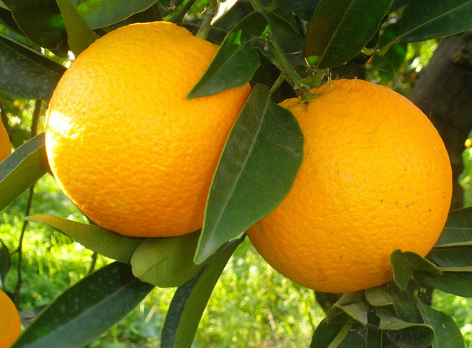 1 Kg Arancia Bionda Del Gargano IGP