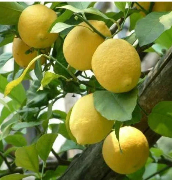 1 Kg Limone Femminello del Gargano IGP