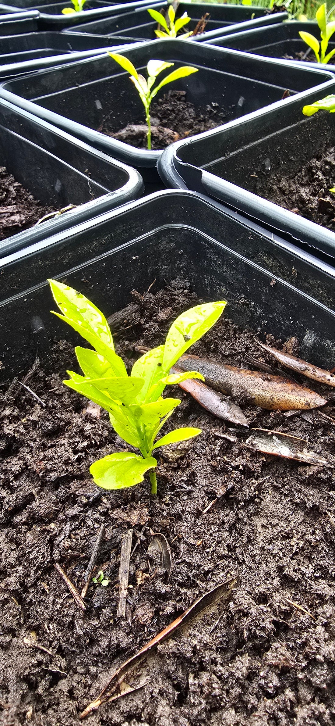 Gli Agrumi che Nascono dal Seme: Tradizione, Pazienza e Conoscenza della Terra