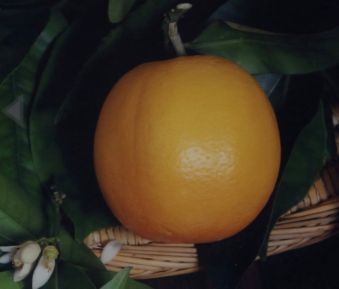 Arancia Duretta del Gargano IGP