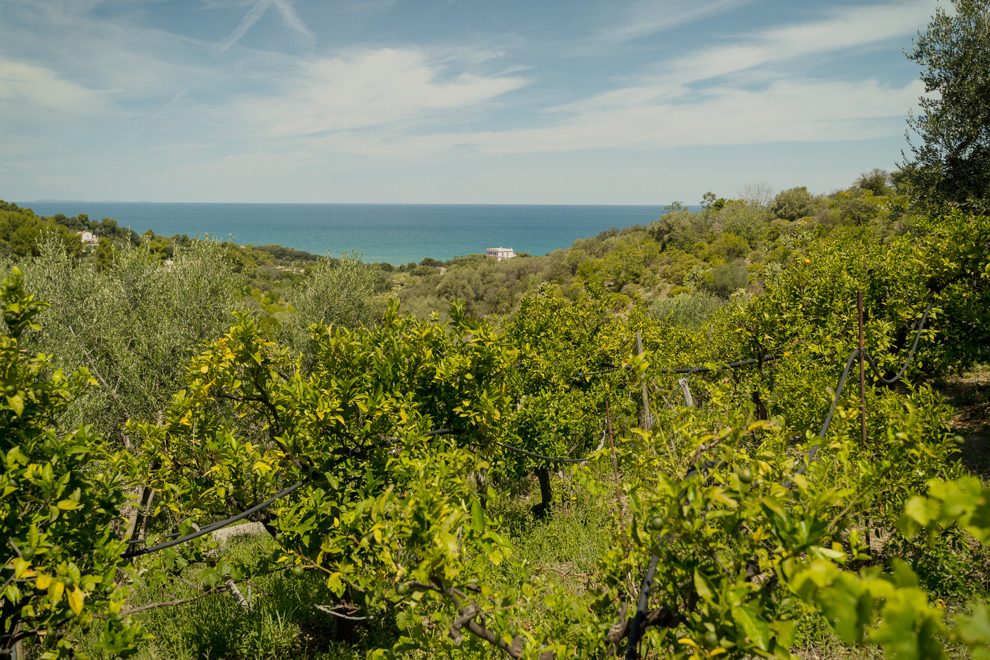 Passeggiata e degustazione tra gli Agrumi del Gargano IGP
