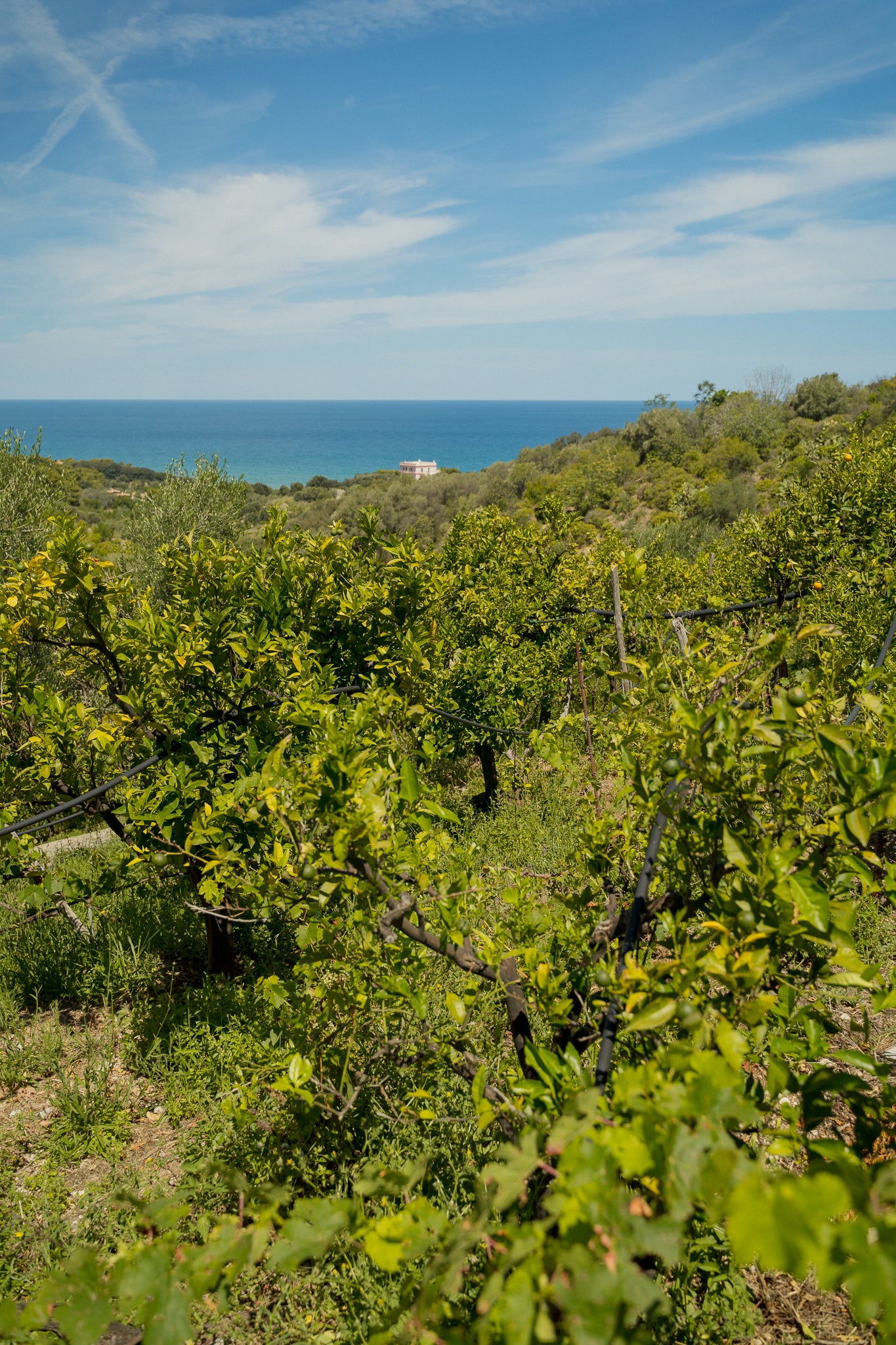 Passeggiata e degustazione tra gli Agrumi del Gargano IGP