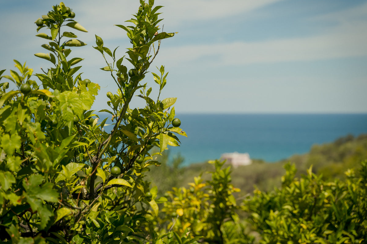 Passeggiata e degustazione tra gli Agrumi del Gargano IGP