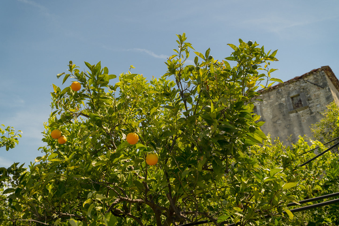 Passeggiata e degustazione tra gli Agrumi del Gargano IGP